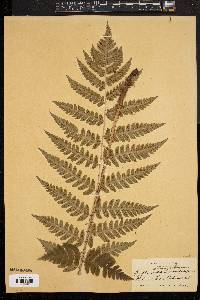 Dryopteris clintoniana image