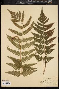 Dryopteris clintoniana image