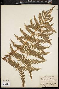 Dryopteris clintoniana image