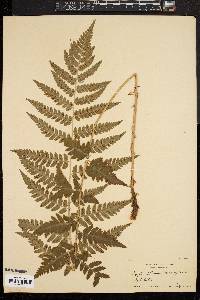 Dryopteris clintoniana image