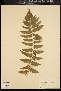 Dryopteris clintoniana image