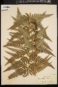 Dryopteris clintoniana image