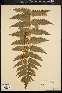 Dryopteris clintoniana image