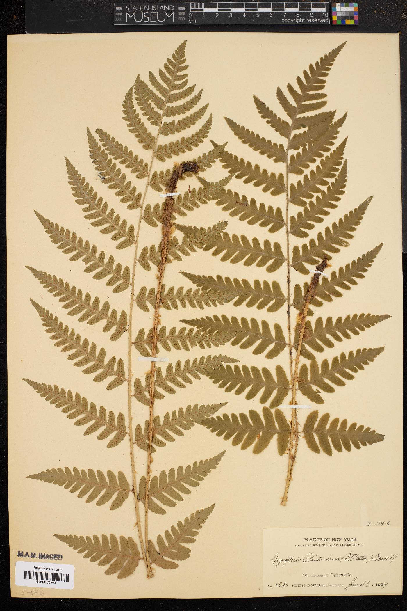 Dryopteris clintoniana image