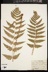 Dryopteris clintoniana image