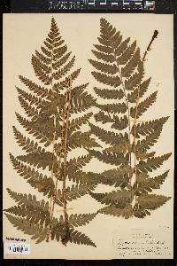 Dryopteris clintoniana image