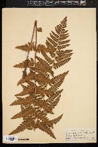 Dryopteris clintoniana image