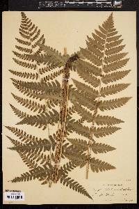 Dryopteris clintoniana image