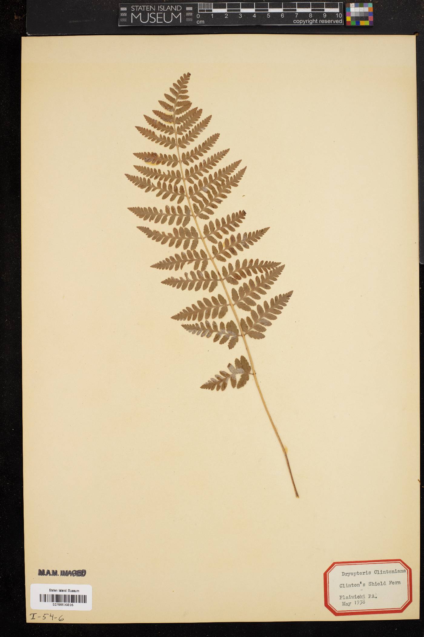 Dryopteris clintoniana image