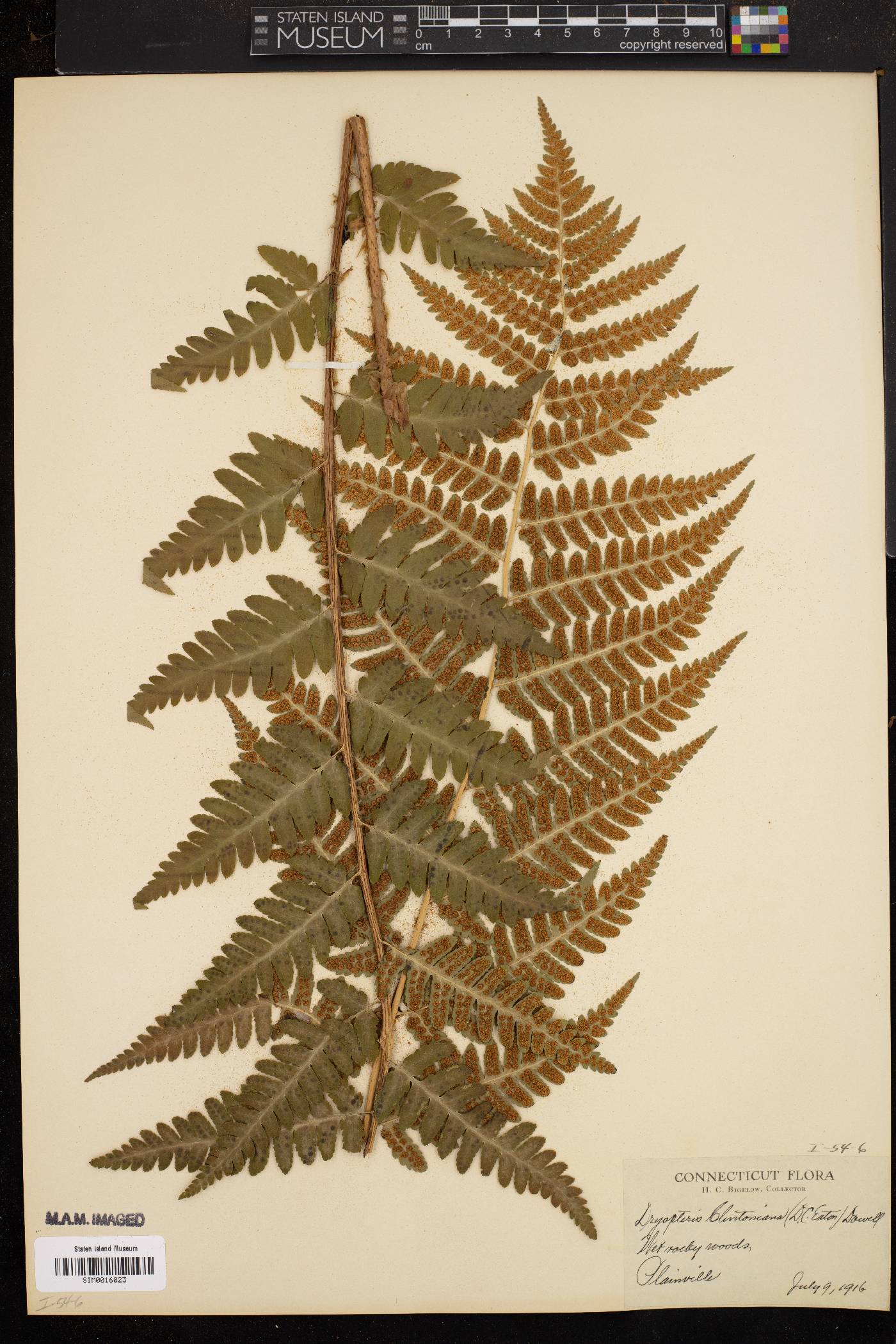 Dryopteris clintoniana image