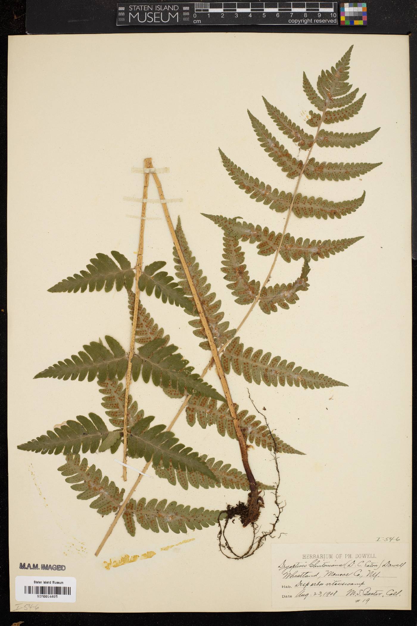 Dryopteris clintoniana image