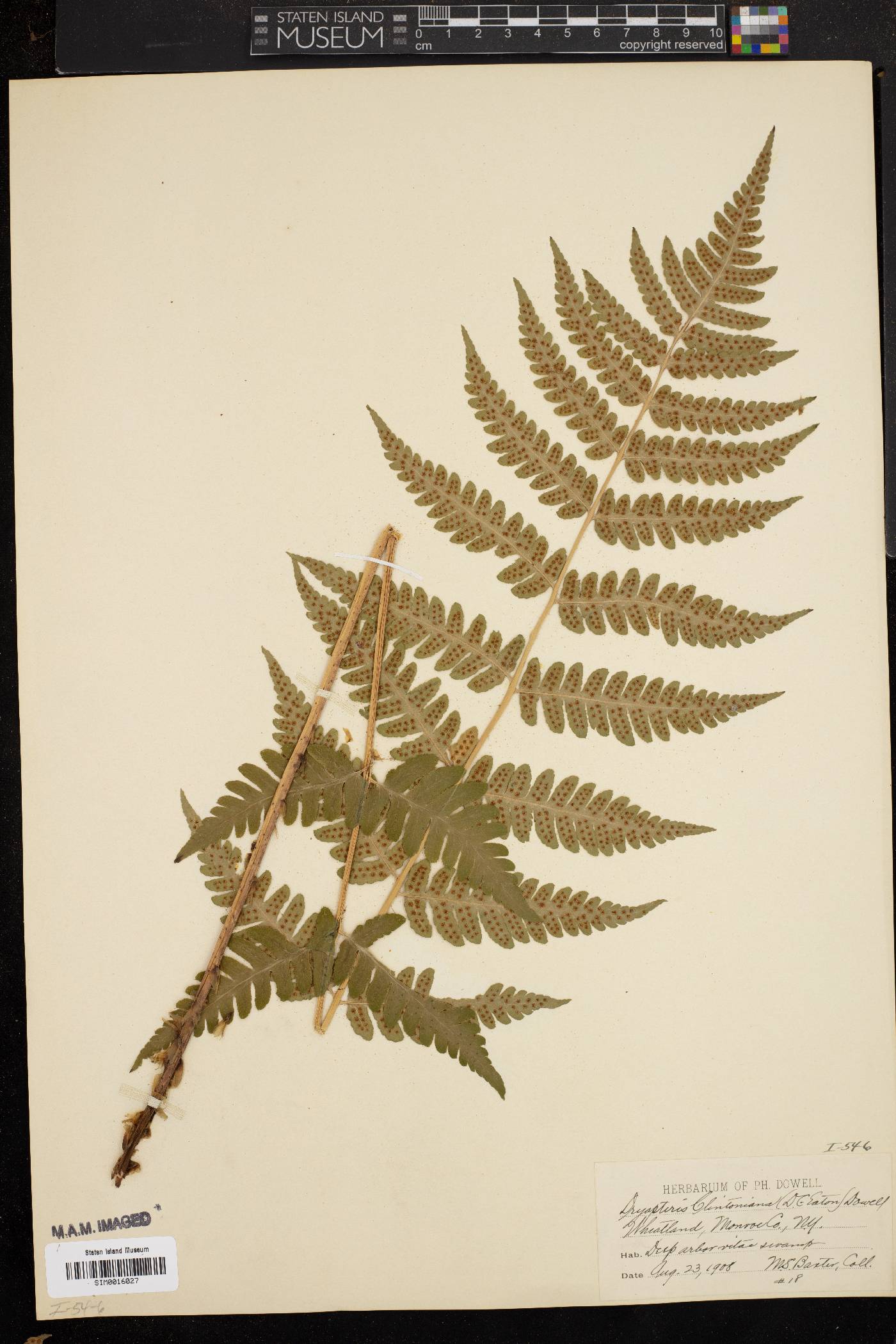 Dryopteris clintoniana image