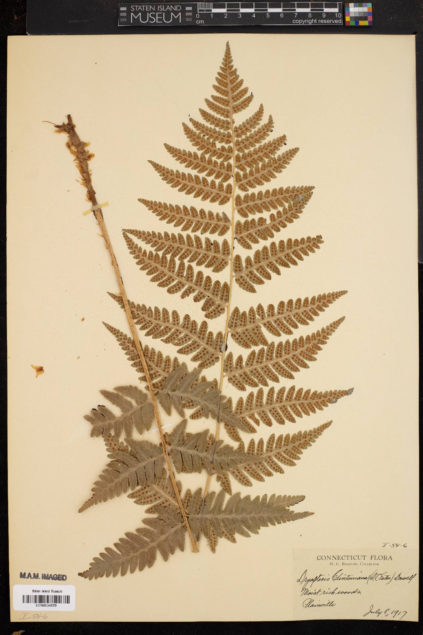 Dryopteris clintoniana image