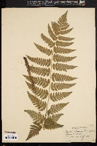 Dryopteris clintoniana image