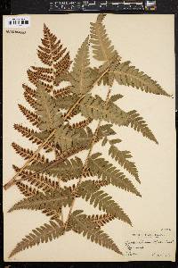 Dryopteris clintoniana image