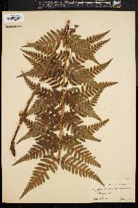 Dryopteris clintoniana image