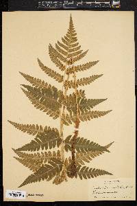 Dryopteris clintoniana image