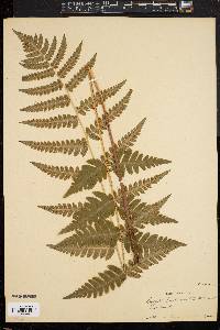 Dryopteris clintoniana image