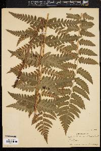 Dryopteris clintoniana image