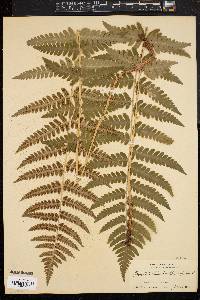 Dryopteris clintoniana image