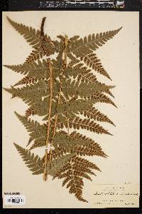 Dryopteris clintoniana image