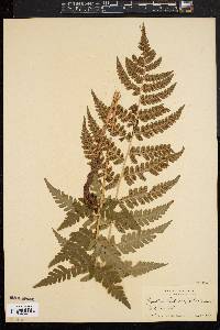 Dryopteris clintoniana image