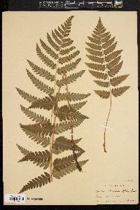 Dryopteris clintoniana image