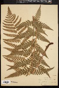 Dryopteris clintoniana image