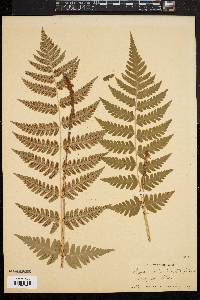 Dryopteris clintoniana image