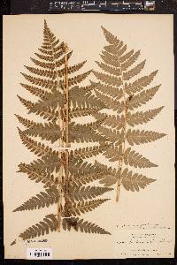 Dryopteris clintoniana image