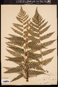 Dryopteris celsa image