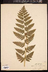 Dryopteris clintoniana image