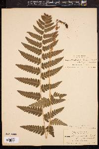 Dryopteris clintoniana image