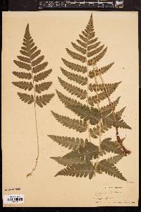 Dryopteris clintoniana image