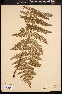 Dryopteris clintoniana image