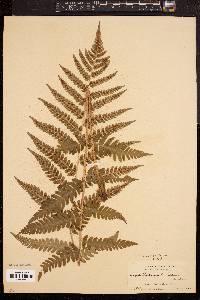 Dryopteris clintoniana image