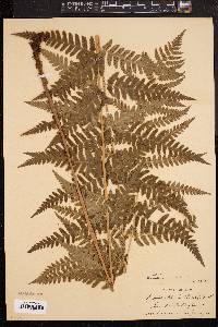 Dryopteris clintoniana image