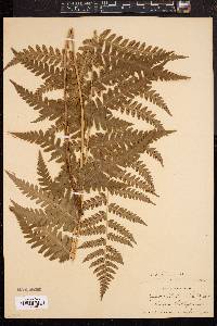 Dryopteris clintoniana image