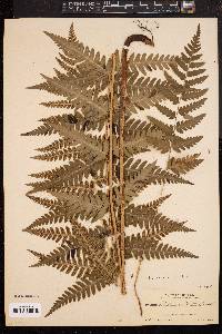 Dryopteris clintoniana image