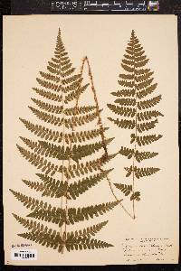 Dryopteris × boottii image