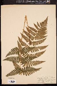 Dryopteris × boottii image