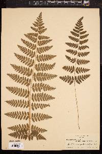 Dryopteris × boottii image