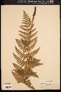 Dryopteris × boottii image