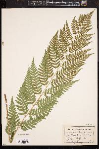 Dryopteris celsa image