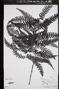 Dryopteris celsa image