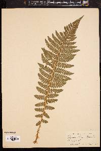 Polystichum braunii image