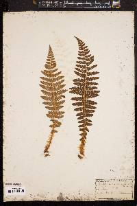 Polystichum braunii image