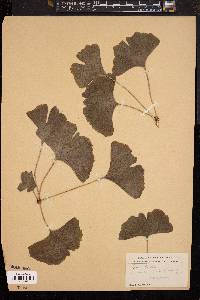 Ginkgo biloba image