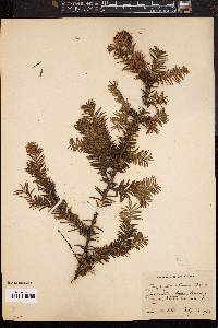 Taxus canadensis image