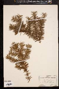 Taxus canadensis image